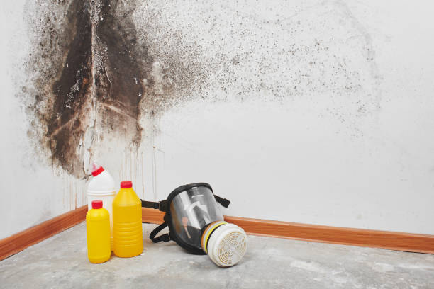 Best Black Mold Removal  in Zephyrhills West, FL