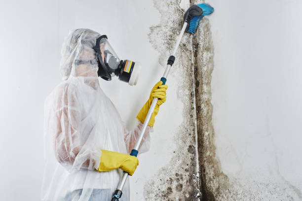 Best Mold Cleaning Services  in Zephyrhills West, FL