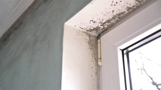 Best Black Mold Removal  in Zephyrhills West, FL