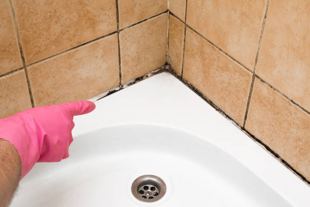 Home Mold Removal in Zephyrhills West, FL