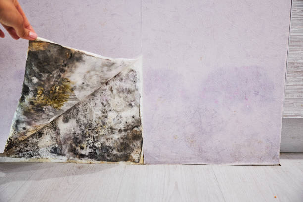 Best Professional Mold Removal  in Zephyrhills West, FL